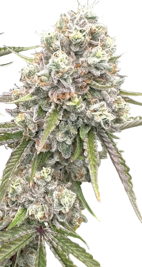 Close-up of a cannabis plant with a white background