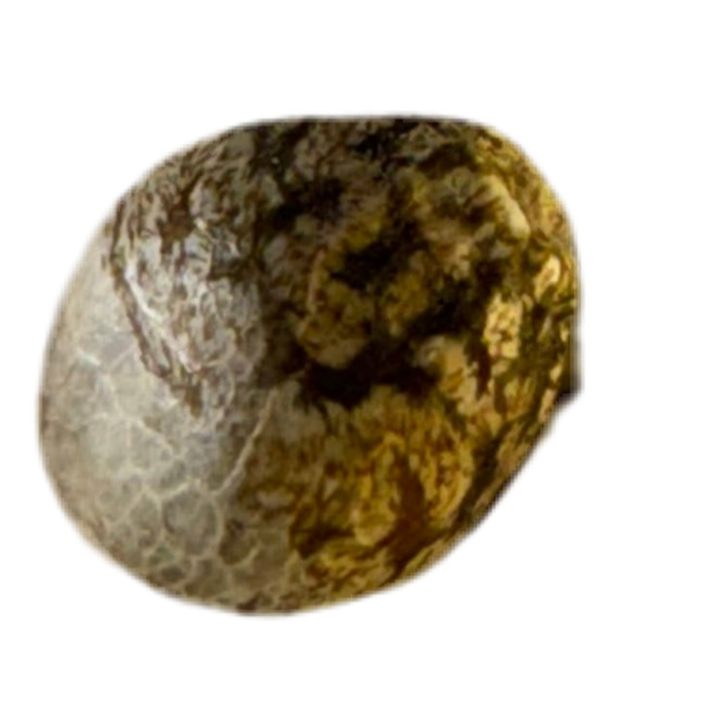 Marbled stone textured cannabis seed with brown and gray colors on a white background