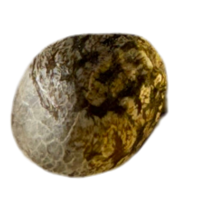 Marbled stone textured cannabis seed with brown and gray colors on a white background
